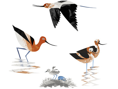 Avocets avocet baby bird birds black burnt orange character chicken couple design egg flying illustration orange parenting reflection water white