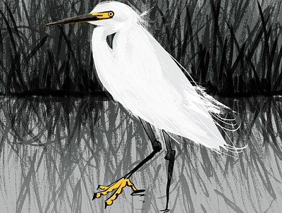Snowy Egret beak bird birds character egret feather feathers gray heron interpretive nature plumage protected species reflection snowy snowy egret white yellow