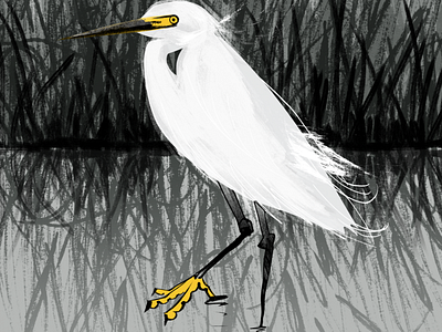 Snowy Egret