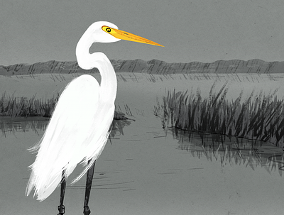 Great Egret beak bird birds birds of the bay conservancy conservation egret feather grass grayscale great great egret great white hills legs nature preserve protection reflection yellow