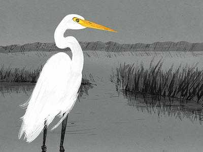 Great Egret