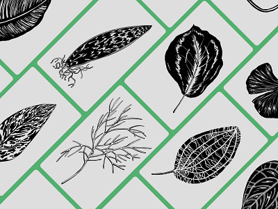 Plant Leaves Illustrations #01 blackandwhite branding design details flowers hand drawn handmade illustration jungle leaf leaves packaging plants vector