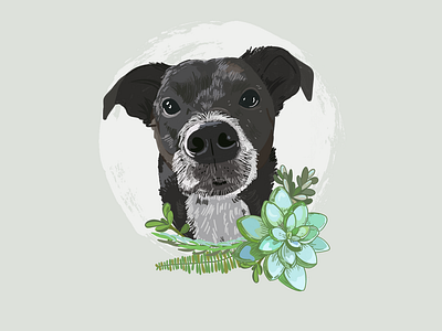 Pet Portait - Ollie