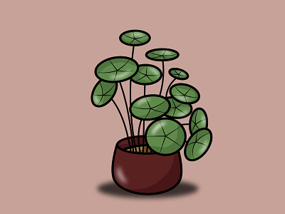 Chinese money plant