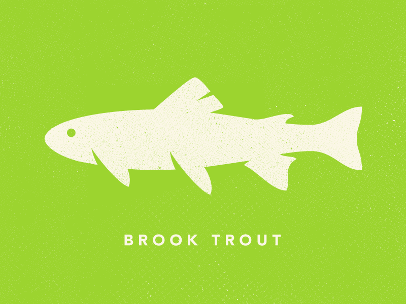 Brook Trout brook trout illustration vector james mcdonough design fish animal