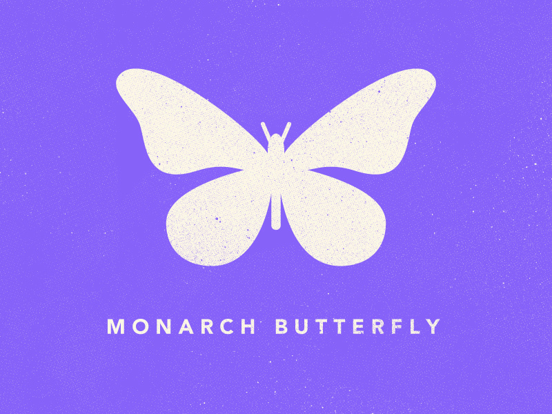 Butterfly Icon monarch butterfly vector icon butterfly illustration design james mcdonough texture insect