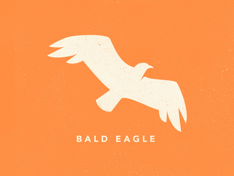 Eagle Icon texture james mcdonough design illustration bald eagle eagle bird vector icon