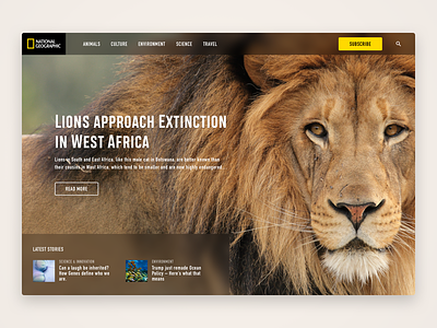 Animal based web UI featuring a lion animal animal ui animals lion lions national geographic web web ui