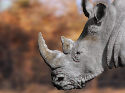 Rhino 400x300 3d fibremesh zbrush