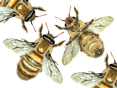 Bee 400x300