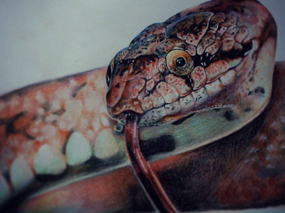 Snake design illustration