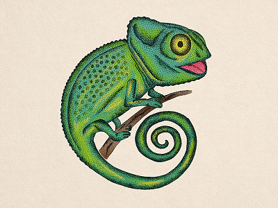 Chameleon animal chameleon drawing illustration lizard pointtopoint reptile wild
