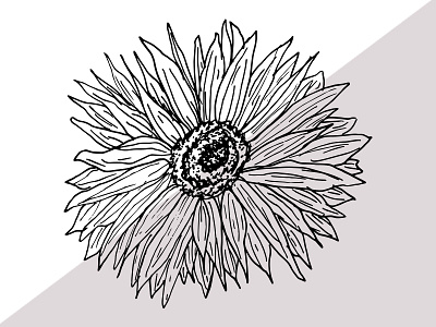 Sunflower black and white botanical floral flower hand drawn illustration line sunflower vector