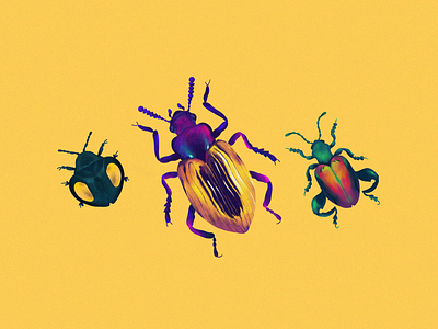 Beetle boys beetle beetles bug bugs color illustration illustrator noise painting procreate procreate art procreateapp