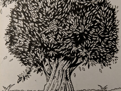 Coastal live oak drawing illustration pen and ink sketch