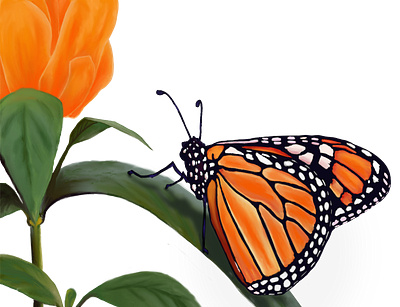 Monarch Butterfly on Transparent Background artedutech butterfly candie witherspoon candiefx design drawing flower graphic design illustration insect monarch nature orange painting procreate