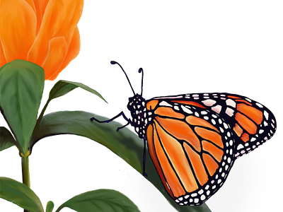 Monarch Butterfly on Transparent Background