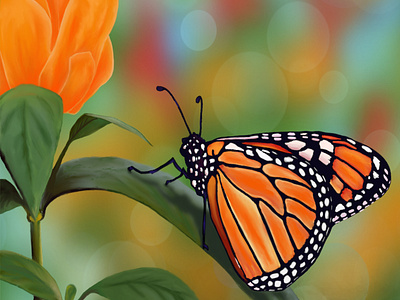 Orange Monarch Butterfly with Background