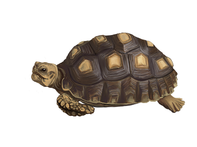 Willie the Tortoise 3d artedutech brown candie witherspoon candiefx candiespoon design drawing graphic design illustration isolated nature painting realism reptiles tortoise transparent background turtle