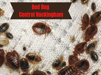 Bed Bug Control Rockingham bed bug control rockingham