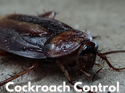 Cockroach Control Bayswater cockroach control bayswater