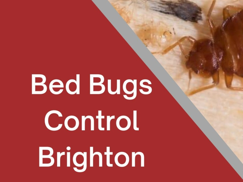 Bed Bugs Control Brighton by Pest Library on Dribbble