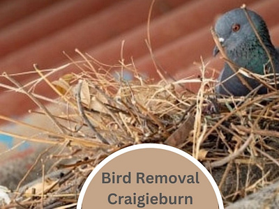 Bird Removal Craigieburn bird removal craigieburn