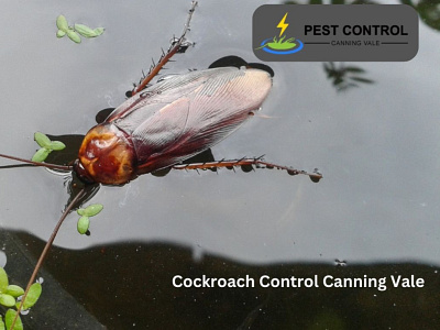 Cockroach Control Canning Vale cockroach control canning vale