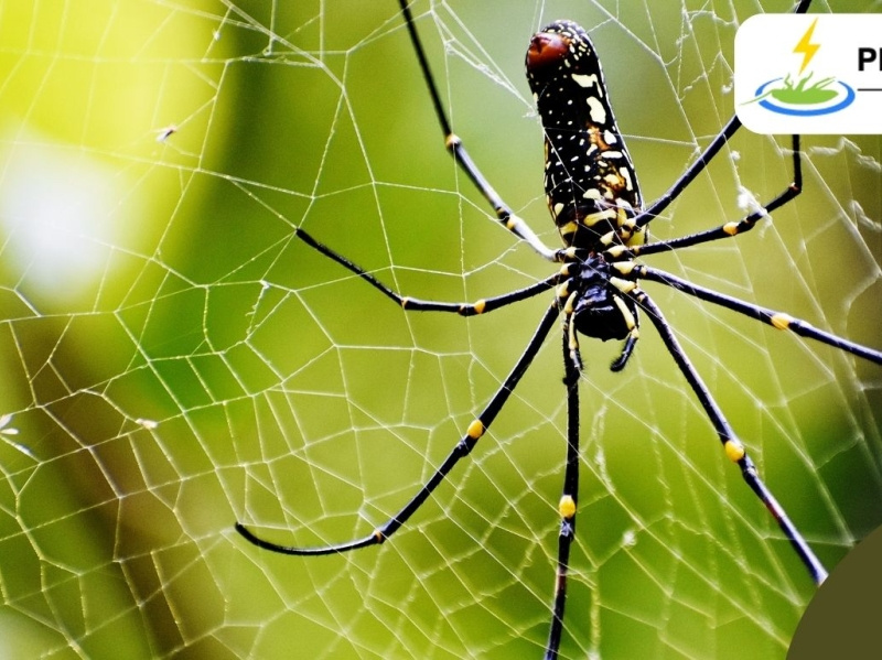 Spider Control Rockingham by Pest Library on Dribbble