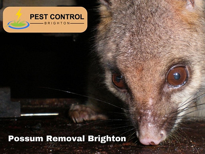 Possum Removal Brighton possum removal brighton