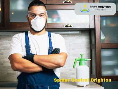 Spider Control Brighton spider control brighton