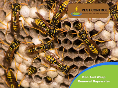 Bee And Wasp Removal Bayswater bee and wasp removal bayswater