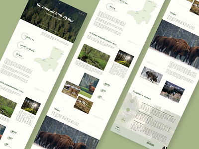 Longread "Belovezhskaya Pushcha" belovezhskaya pushcha design longread ui ux