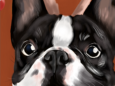 French bulldog