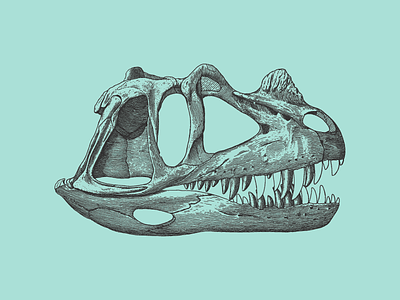 Dino-skull anatomical bones dinosaur skull