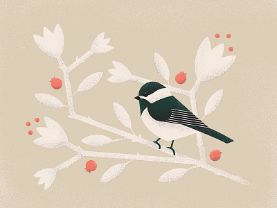 Illustration — Black-capped Chickadee birb bird bird illustration birds chickadee conservation design illustration illustrator vector wildlife wildlife conservation