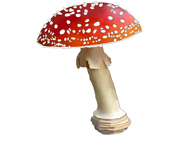 Amanita amanita illustration mushrooms picture book