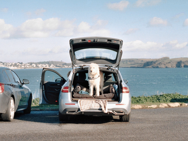 Ice cream for 3 dog film gif photo photography zine