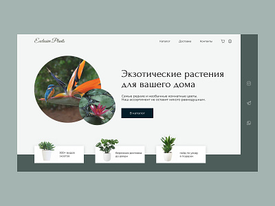 Интернет-магазин экзотических растений design