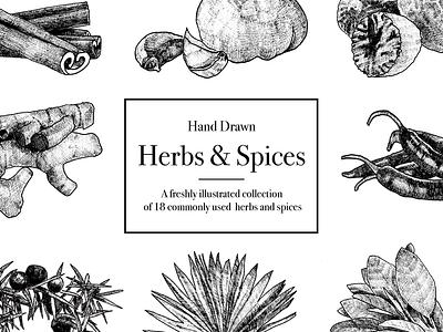 Hand Drawn Herbs & Spices clipart illustration sketch vector vintage