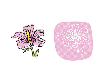 Rose of Sharon hand drawn illustration sketch vector