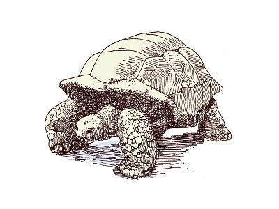 turtle