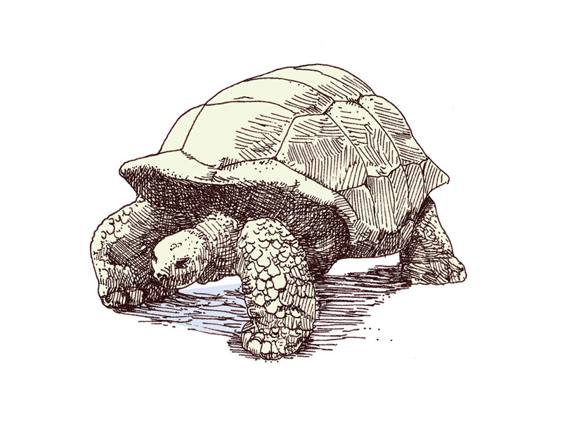 turtle by Matthieu Dennequin on Dribbble