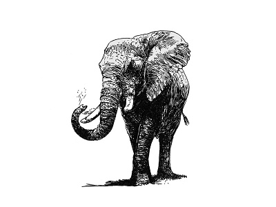elephant 2d animal black elephant grey hand drawn illustration ink white