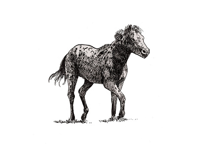 Foal 2d cross hand drawn hatch horse illustration ink light shadow