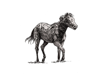 Foal