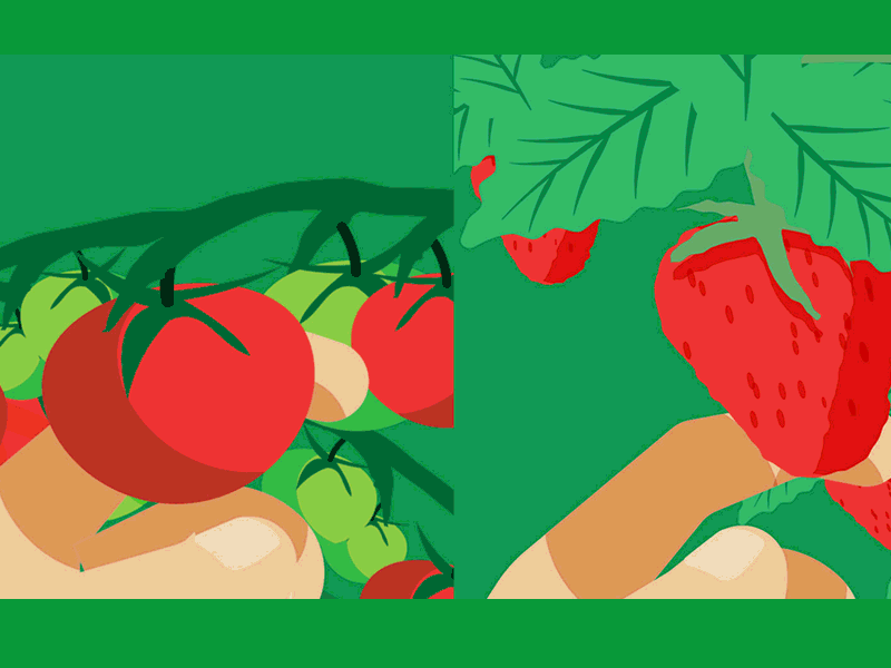 Fresh produce explainer animation vegetables