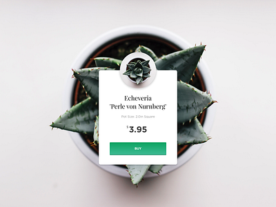 Single Product ankapit card daily challange dailyui design green plant product card single product succulents ui web webdesign webdesigner website