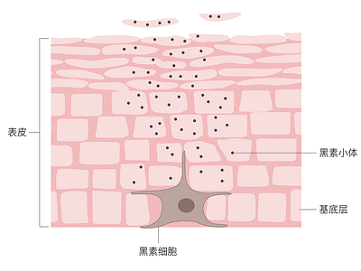 melanocyte illustration