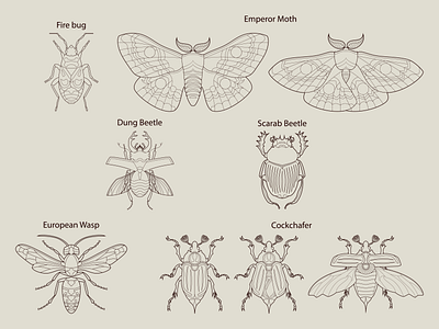 Insects graphic design illustration insect vector